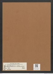 Campylodiscus hibernicus Ehr. (de-Toni-Nr.: Genus 57, Species 2504) Zeichnungen Sammlung Grunow Mappe 02665 (Herbarium_W_Grunow_drawings_Folder_02665)